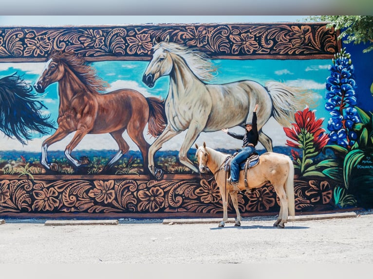 American Quarter Horse Castrone 10 Anni 155 cm Palomino in Granbury TX