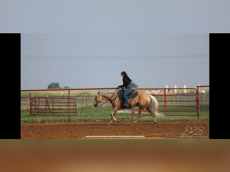 American Quarter Horse Castrone 10 Anni 155 cm Palomino in Granbury TX