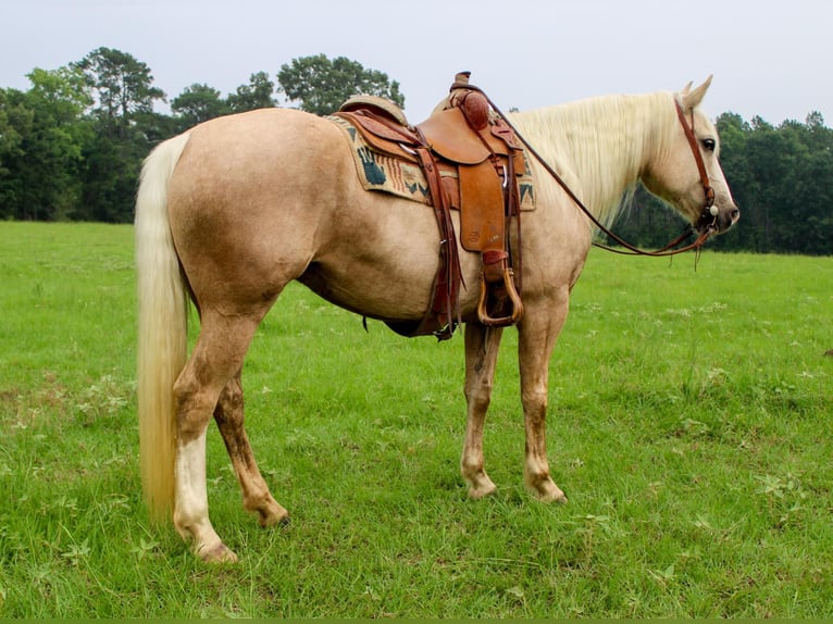 American Quarter Horse Castrone 10 Anni 155 cm Palomino in RUsk TX