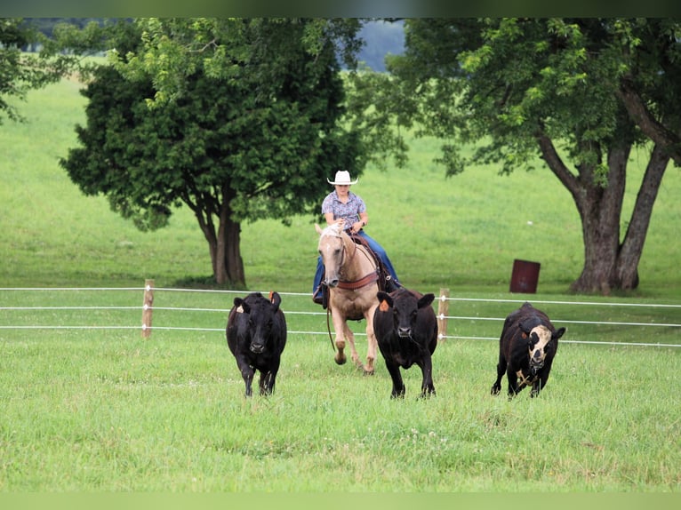 American Quarter Horse Castrone 10 Anni 155 cm Palomino in Clarion