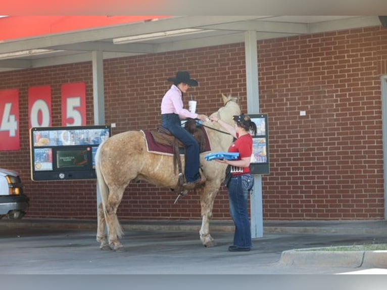 American Quarter Horse Castrone 10 Anni 155 cm Palomino in Ripley