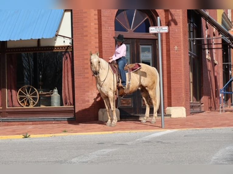 American Quarter Horse Castrone 10 Anni 155 cm Palomino in Ripley