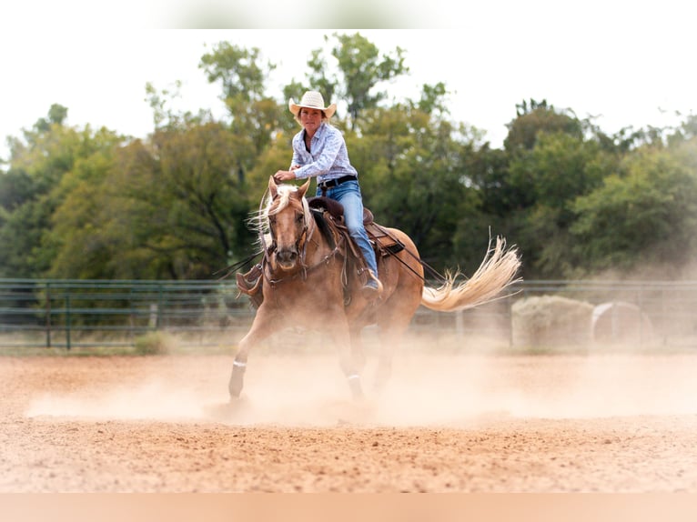 American Quarter Horse Castrone 10 Anni 155 cm Palomino in Argyle, TX