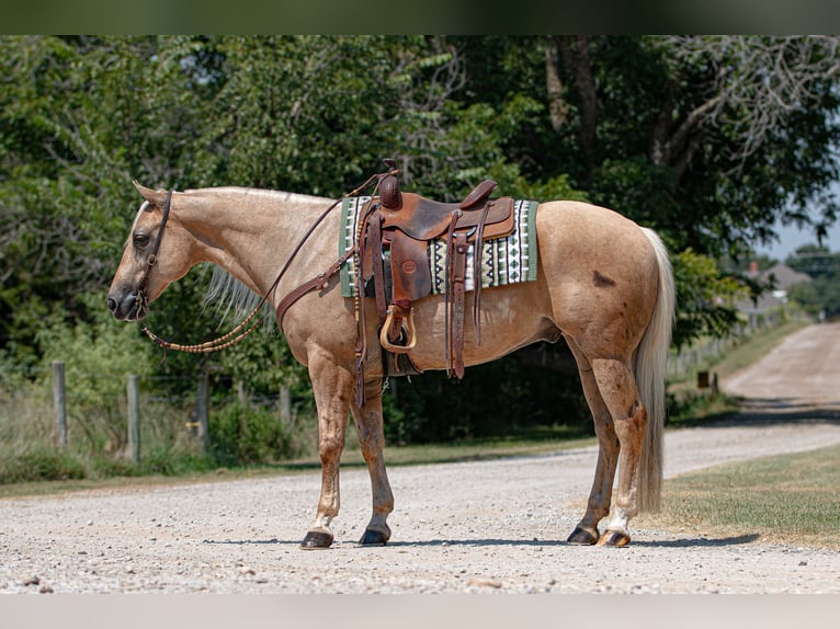 American Quarter Horse Castrone 10 Anni 155 cm Palomino in Argyle, TX