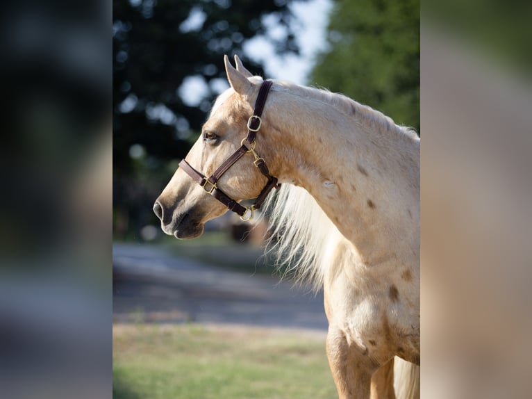 American Quarter Horse Castrone 10 Anni 155 cm Palomino in Argyle, TX