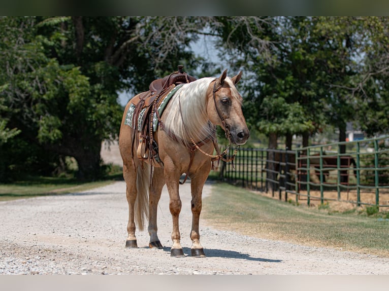 American Quarter Horse Castrone 10 Anni 155 cm Palomino in Argyle, TX