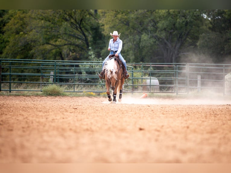 American Quarter Horse Castrone 10 Anni 155 cm Palomino in Argyle, TX