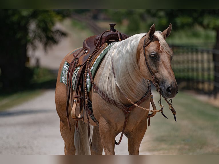 American Quarter Horse Castrone 10 Anni 155 cm Palomino in Argyle, TX