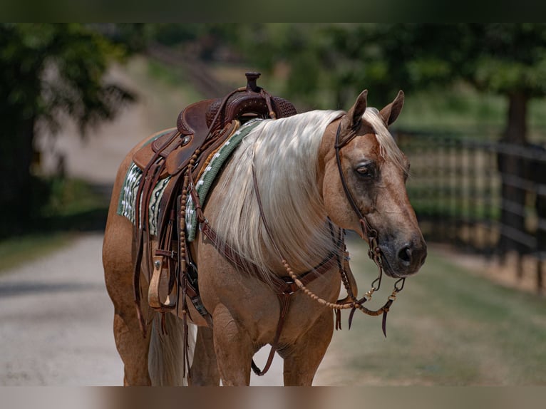 American Quarter Horse Castrone 10 Anni 155 cm Palomino in Argyle, TX