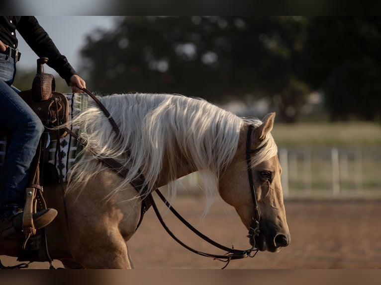 American Quarter Horse Castrone 10 Anni 155 cm Palomino in Argyle, TX