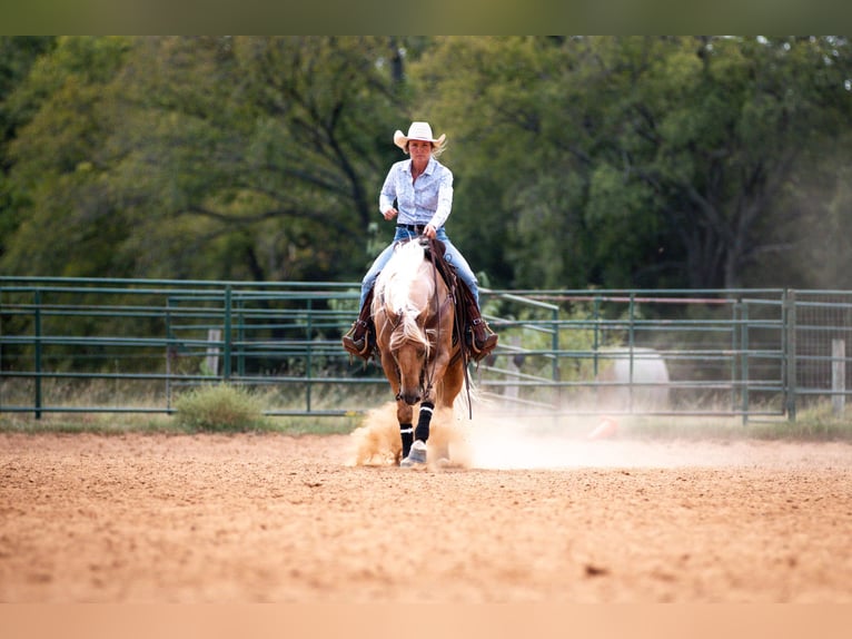 American Quarter Horse Castrone 10 Anni 155 cm Palomino in Argyle, TX