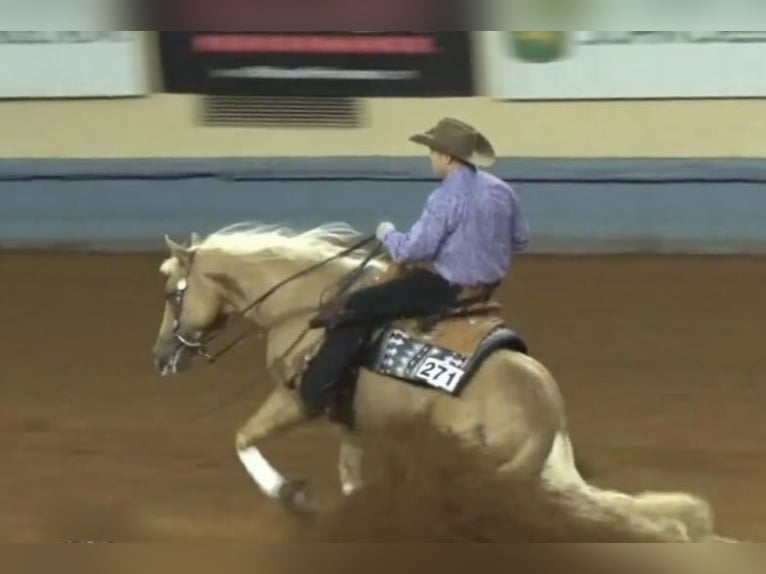 American Quarter Horse Castrone 10 Anni 155 cm Palomino in Argyle, TX