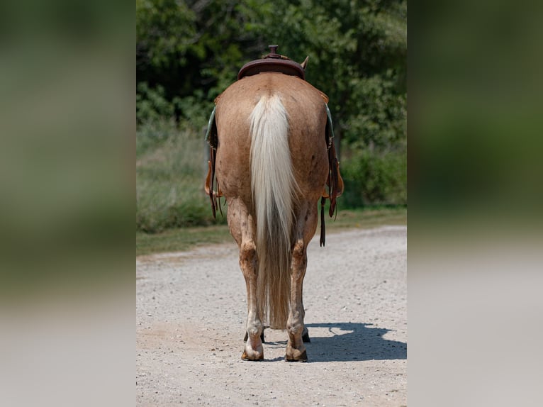 American Quarter Horse Castrone 10 Anni 155 cm Palomino in Argyle, TX