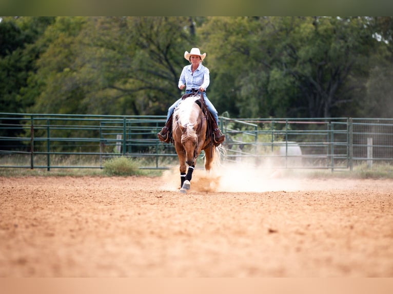 American Quarter Horse Castrone 10 Anni 155 cm Palomino in Argyle, TX