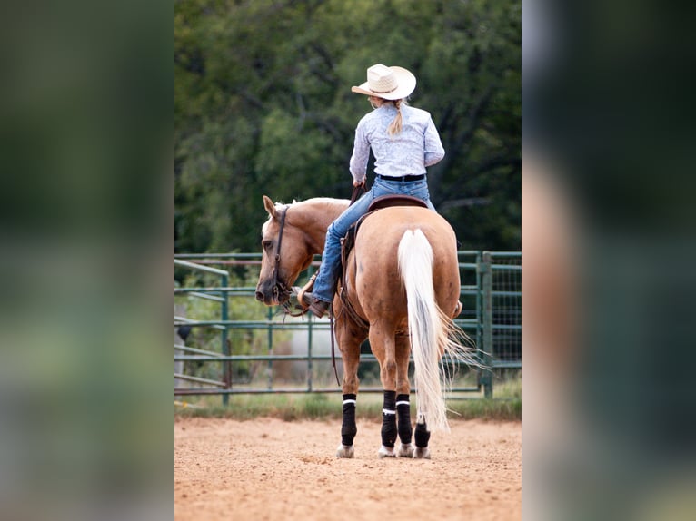 American Quarter Horse Castrone 10 Anni 155 cm Palomino in Argyle, TX