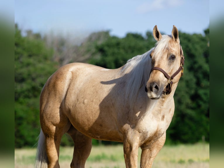 American Quarter Horse Castrone 10 Anni 155 cm Palomino in Argyle, TX