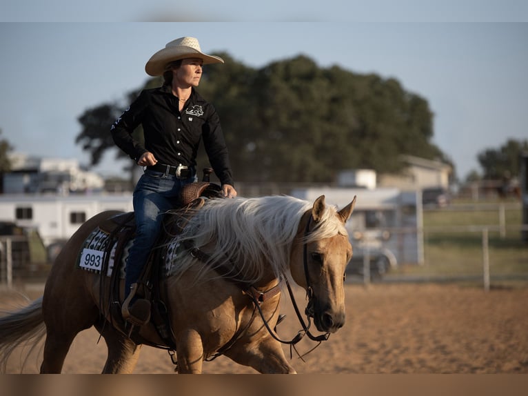 American Quarter Horse Castrone 10 Anni 155 cm Palomino in Argyle, TX