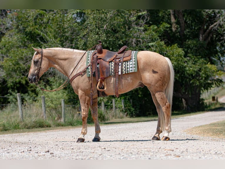 American Quarter Horse Castrone 10 Anni 155 cm Palomino in Argyle, TX