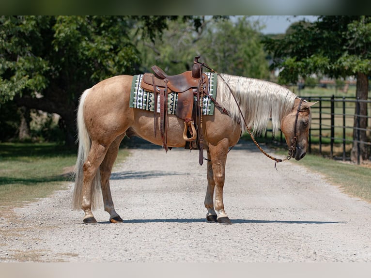 American Quarter Horse Castrone 10 Anni 155 cm Palomino in Argyle, TX