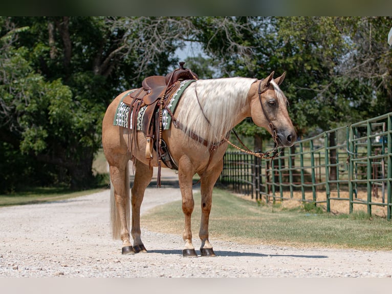 American Quarter Horse Castrone 10 Anni 155 cm Palomino in Argyle, TX