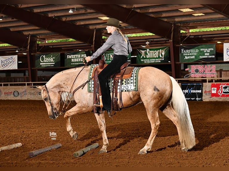 American Quarter Horse Castrone 10 Anni 155 cm Palomino in Argyle, TX