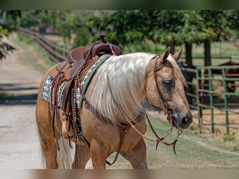 American Quarter Horse Castrone 10 Anni 155 cm Palomino in Argyle, TX