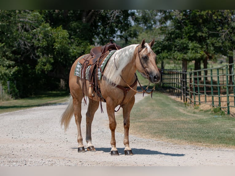 American Quarter Horse Castrone 10 Anni 155 cm Palomino in Argyle, TX