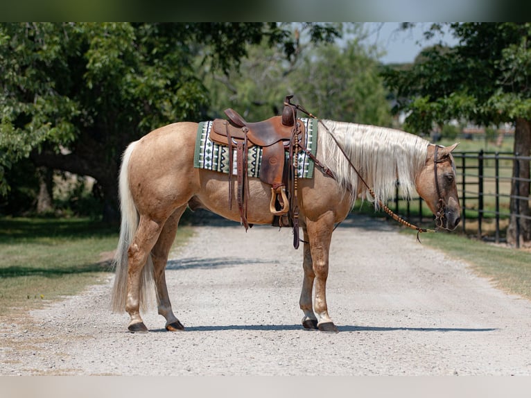 American Quarter Horse Castrone 10 Anni 155 cm Palomino in Argyle, TX