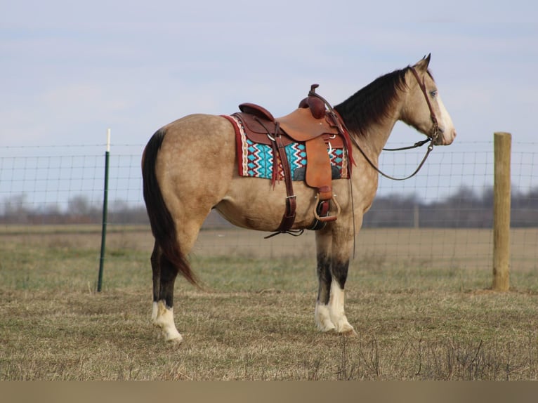 American Quarter Horse Castrone 10 Anni 155 cm Pelle di daino in Baton Rouge LA