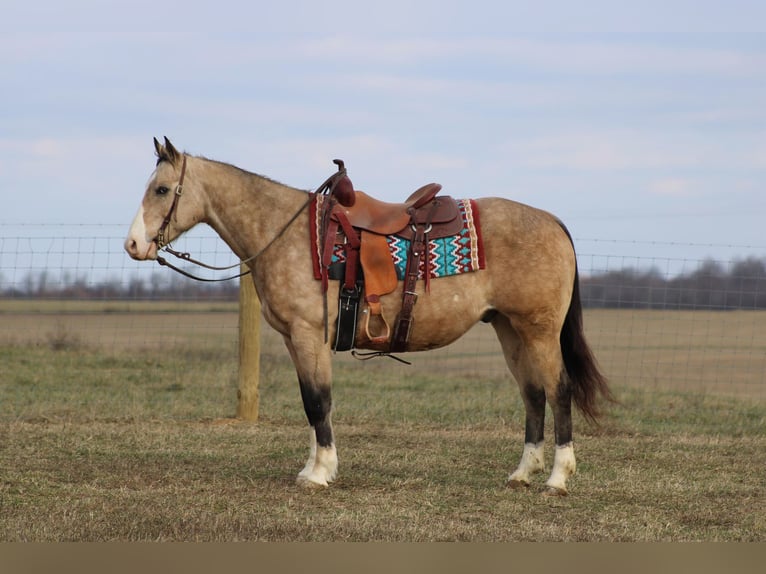 American Quarter Horse Castrone 10 Anni 155 cm Pelle di daino in Baton Rouge LA