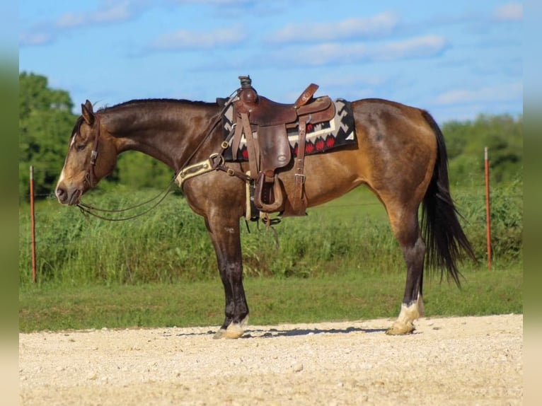 American Quarter Horse Castrone 10 Anni 155 cm Pelle di daino in Morgan MIll TX