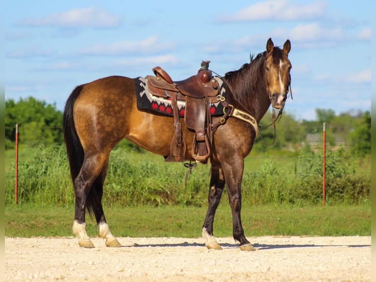 American Quarter Horse Castrone 10 Anni 155 cm Pelle di daino in Morgan MIll TX