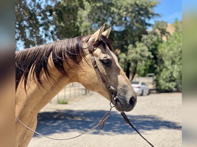 American Quarter Horse Castrone 10 Anni 155 cm Pelle di daino in Paicines CA
