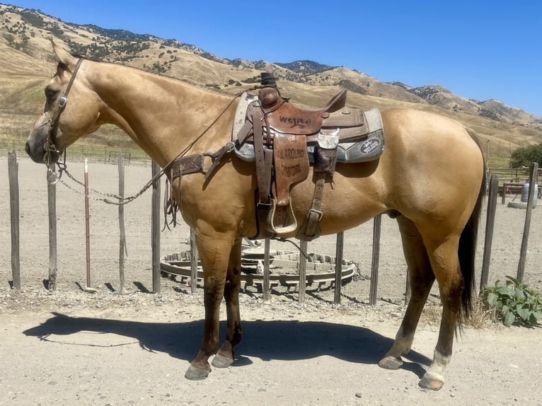 American Quarter Horse Castrone 10 Anni 155 cm Pelle di daino in Paicines CA