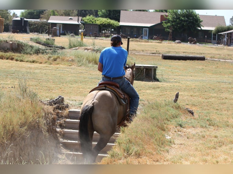 American Quarter Horse Castrone 10 Anni 155 cm Pelle di daino in Valley Springs SD