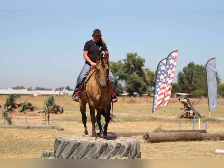 American Quarter Horse Castrone 10 Anni 155 cm Pelle di daino in Valley Springs SD