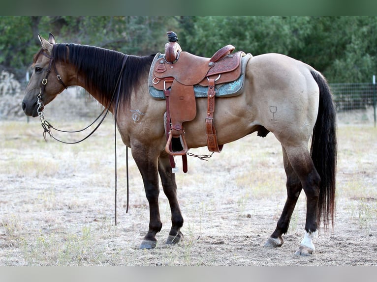 American Quarter Horse Castrone 10 Anni 155 cm Pelle di daino in Valley Springs SD