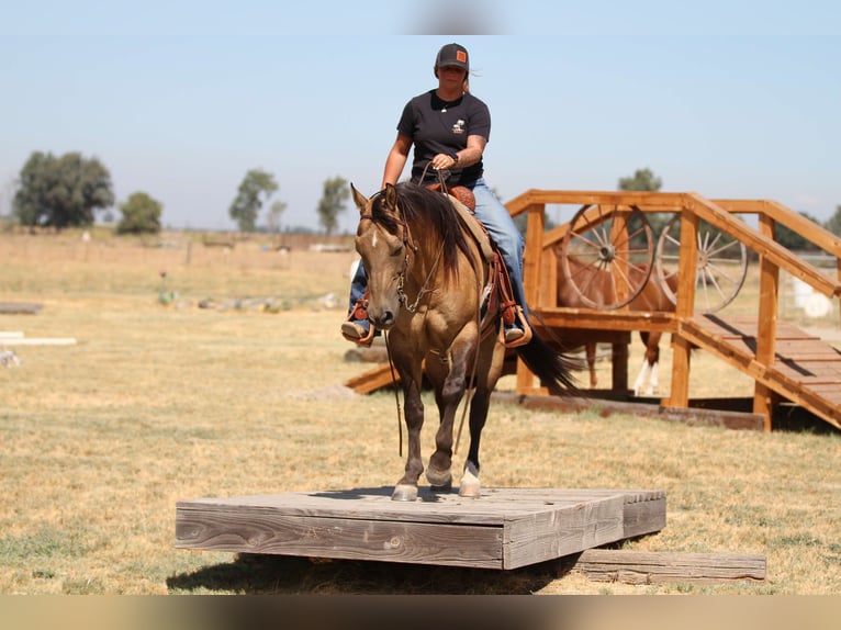 American Quarter Horse Castrone 10 Anni 155 cm Pelle di daino in Valley Springs SD