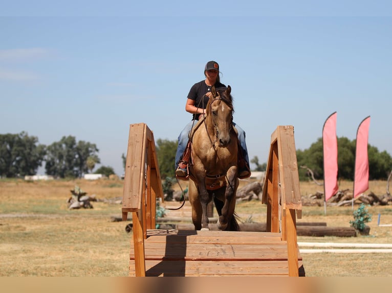 American Quarter Horse Castrone 10 Anni 155 cm Pelle di daino in Valley Springs SD