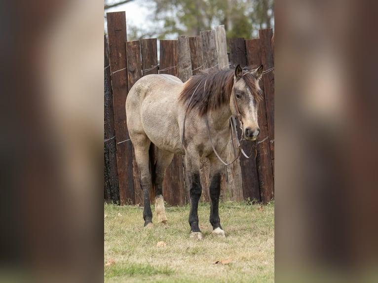 American Quarter Horse Castrone 10 Anni 155 cm Pelle di daino in Palmer
