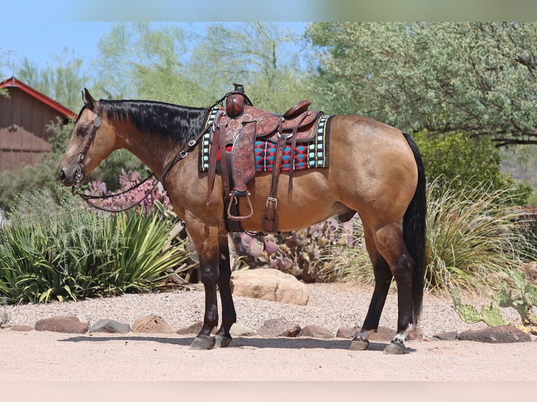 American Quarter Horse Castrone 10 Anni 155 cm Pelle di daino in Cave Creek, AZ