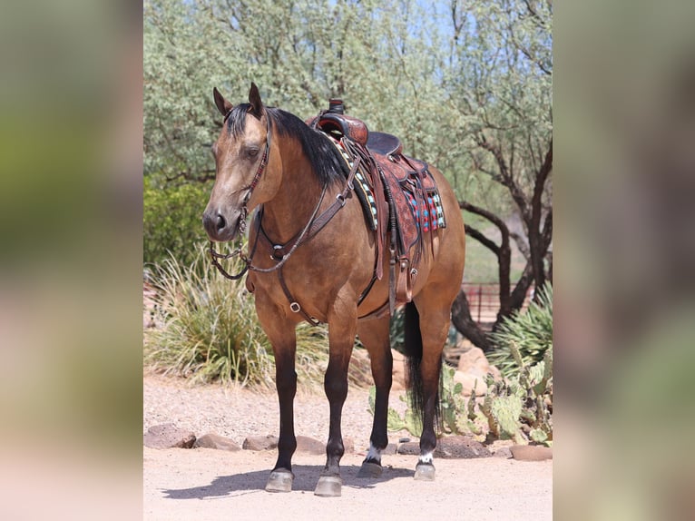 American Quarter Horse Castrone 10 Anni 155 cm Pelle di daino in Cave Creek, AZ