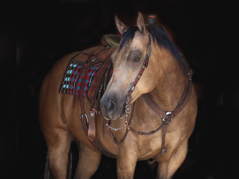 American Quarter Horse Castrone 10 Anni 155 cm Pelle di daino in Cave Creek, AZ