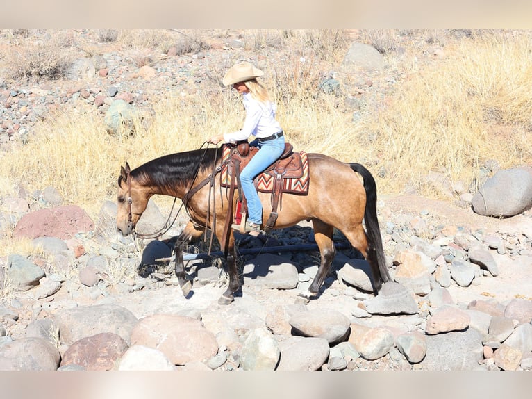 American Quarter Horse Castrone 10 Anni 155 cm Pelle di daino in Cave Creek, AZ