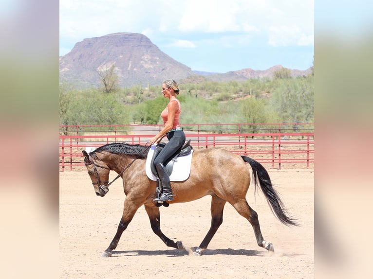 American Quarter Horse Castrone 10 Anni 155 cm Pelle di daino in Cave Creek, AZ