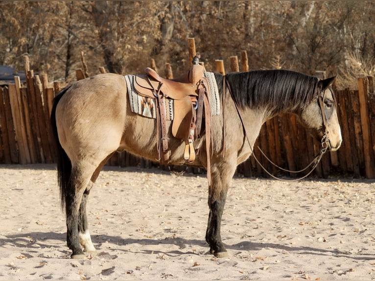 American Quarter Horse Castrone 10 Anni 155 cm Pelle di daino in Camp Verde, AZ