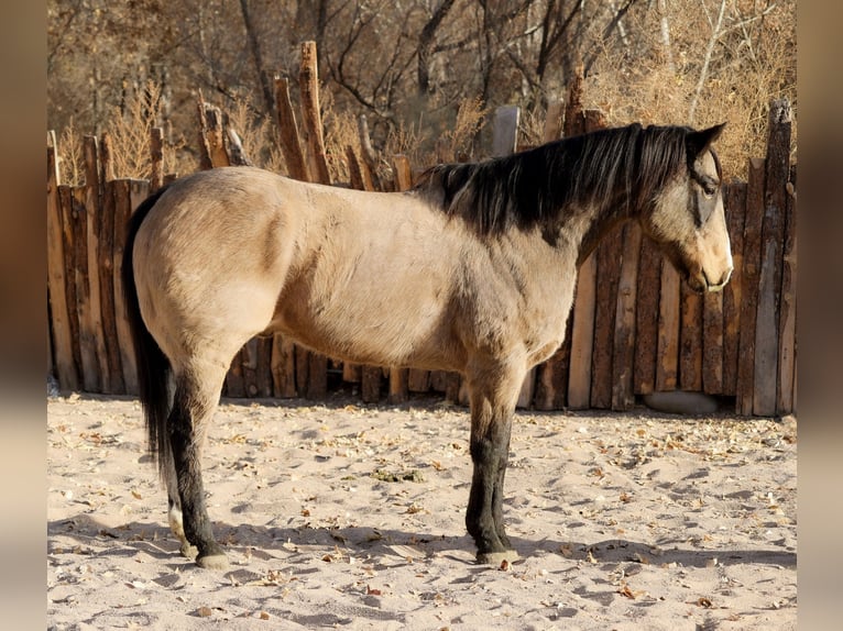 American Quarter Horse Castrone 10 Anni 155 cm Pelle di daino in Camp Verde, AZ