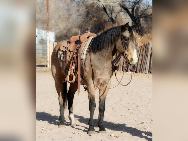 American Quarter Horse Castrone 10 Anni 155 cm Pelle di daino in Camp Verde, AZ