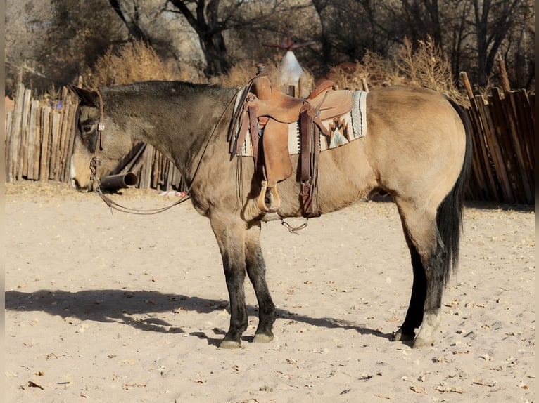 American Quarter Horse Castrone 10 Anni 155 cm Pelle di daino in Camp Verde, AZ