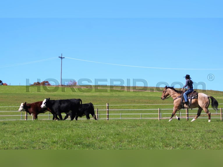 American Quarter Horse Castrone 10 Anni 155 cm Pelle di daino in Clarion, PA